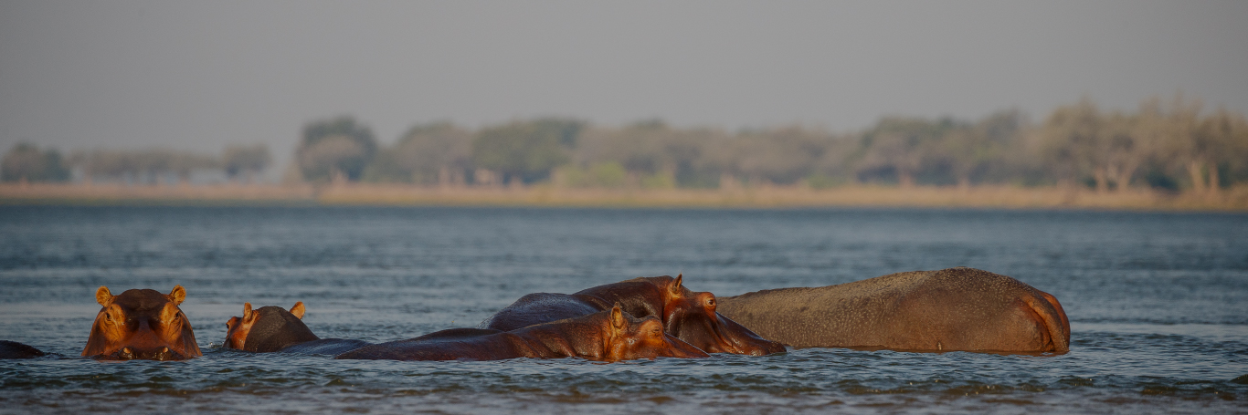 NEW! NOMAD AFRICA TOURS AND SAFARIS